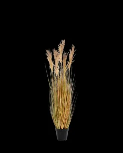 Sorghum Grass